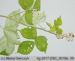 Rubus angustipaniculatus (jeżyna rombolistna)