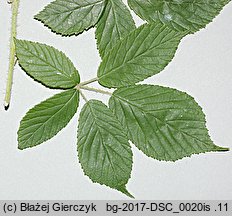 Rubus posnaniensis (jeżyna poznańska)