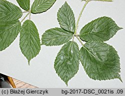 Rubus posnaniensis (jeżyna poznańska)