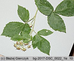 Rubus posnaniensis (jeżyna poznańska)