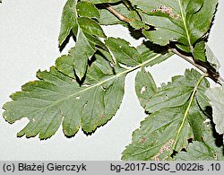 Sorbus hybrida (jarząb pośredni)