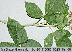 Rubus posnaniensis (jeżyna poznańska)