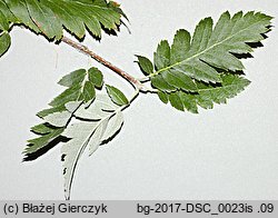 Sorbus hybrida (jarzÄ…b poÅ›redni)