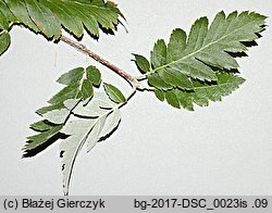 Sorbus hybrida (jarząb pośredni)