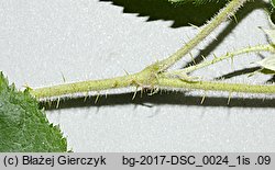 Rubus posnaniensis (jeżyna poznańska)