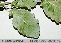 Sorbus hybrida (jarząb pośredni)