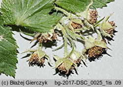 Rubus posnaniensis (jeżyna poznańska)