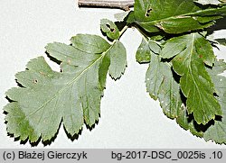 Sorbus hybrida (jarząb pośredni)