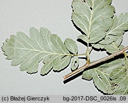 Sorbus hybrida (jarzÄ…b poÅ›redni)
