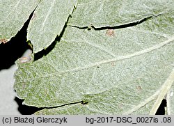 Sorbus hybrida (jarząb pośredni)