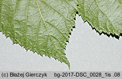 Rubus posnaniensis (jeżyna poznańska)