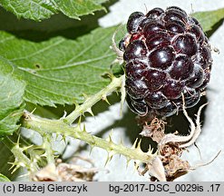 Rubus occidentalis (malina czarna)