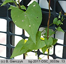 Fallopia dumetorum (rdestówka zaroślowa)