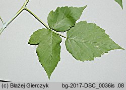 Rubus occidentalis (malina czarna)