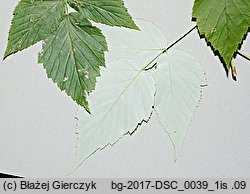 Rubus occidentalis (malina czarna)