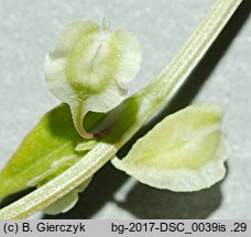 Fallopia dumetorum (rdestówka zaroślowa)