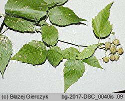 Rubus occidentalis (malina czarna)