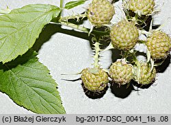 Rubus occidentalis (malina czarna)