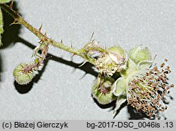 Rubus fabrimontanus (jeżyna podgórska)