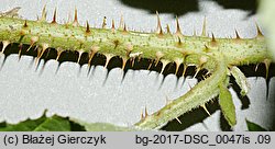 Rubus fabrimontanus (jeżyna podgórska)