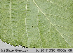 Rubus fabrimontanus (jeżyna podgórska)