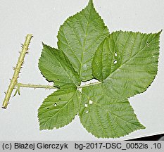 Rubus fabrimontanus (jeżyna podgórska)