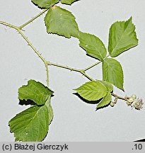 Rubus fabrimontanus (jeżyna podgórska)