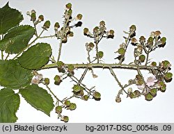 Rubus armeniacus (jeżyna kaukaska)