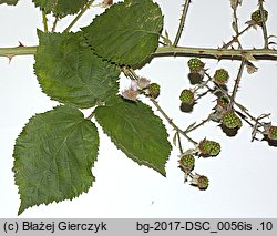 Rubus armeniacus (jeżyna kaukaska)