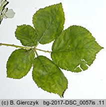 Rubus armeniacus (jeżyna kaukaska)