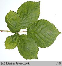 Rubus armeniacus (jeżyna kaukaska)