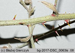 Rubus armeniacus (jeżyna kaukaska)