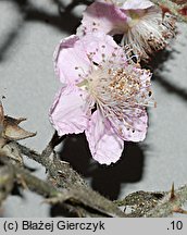 Rubus armeniacus (jeżyna kaukaska)