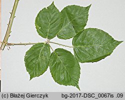 Rubus macrophyllus (jeżyna wielkolistna)