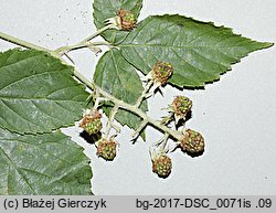 Rubus macrophyllus (jeżyna wielkolistna)