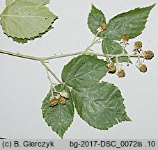 Rubus macrophyllus (jeżyna wielkolistna)