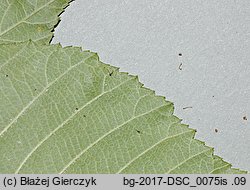 Rubus macrophyllus (jeżyna wielkolistna)