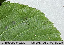 Rubus macrophyllus (jeżyna wielkolistna)