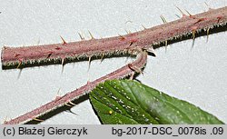 Rubus siemianicensis (jeżyna siemianicka)