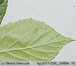 Rubus siemianicensis (jeżyna siemianicka)