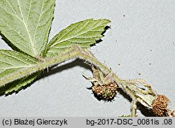 Rubus siemianicensis (jeżyna siemianicka)