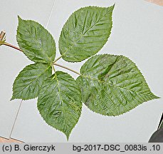 Rubus nessensis (jeżyna lochneseńska)