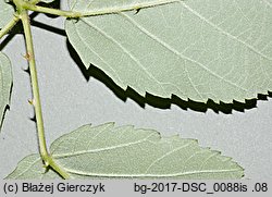 Rubus grabowskii (jeżyna bukietowa)