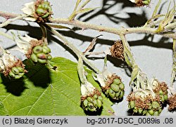 Rubus grabowskii (jeżyna bukietowa)