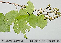 Rubus grabowskii (jeżyna bukietowa)