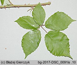 Rubus grabowskii (jeżyna bukietowa)