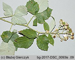 Rubus praecox (jeżyna długopręcikowa)