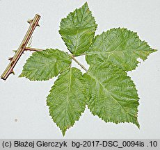 Rubus praecox (jeżyna długopręcikowa)