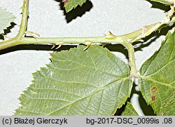 Rubus praecox (jeżyna długopręcikowa)