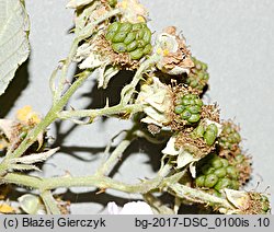 Rubus praecox (jeżyna długopręcikowa)